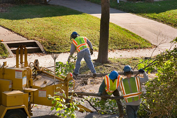 Palm Tree Trimming in Volo, IL